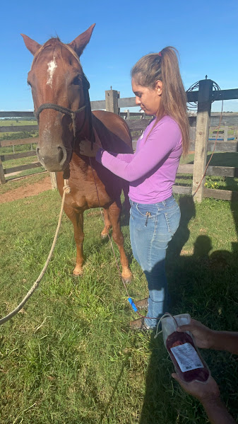 Aplicação de medicação intravenosa em cavalo no pasto