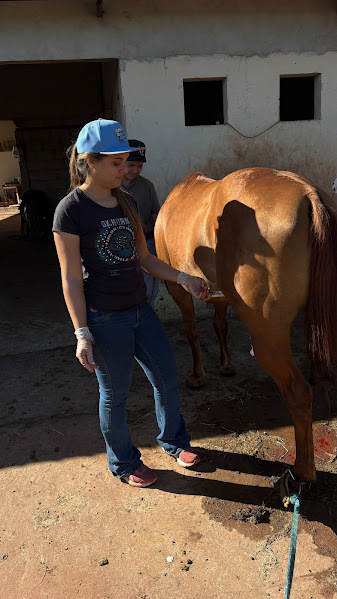 Stephani Nardoni atendendo um cavalo em propriedade rural