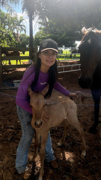 Potro recém-nascido acompanhado pela veterinária